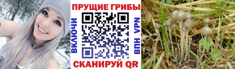 Псилоцибиновые грибы Psilocybine cubensis  Новокузнецк 